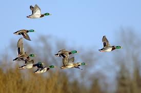 Ente2_1